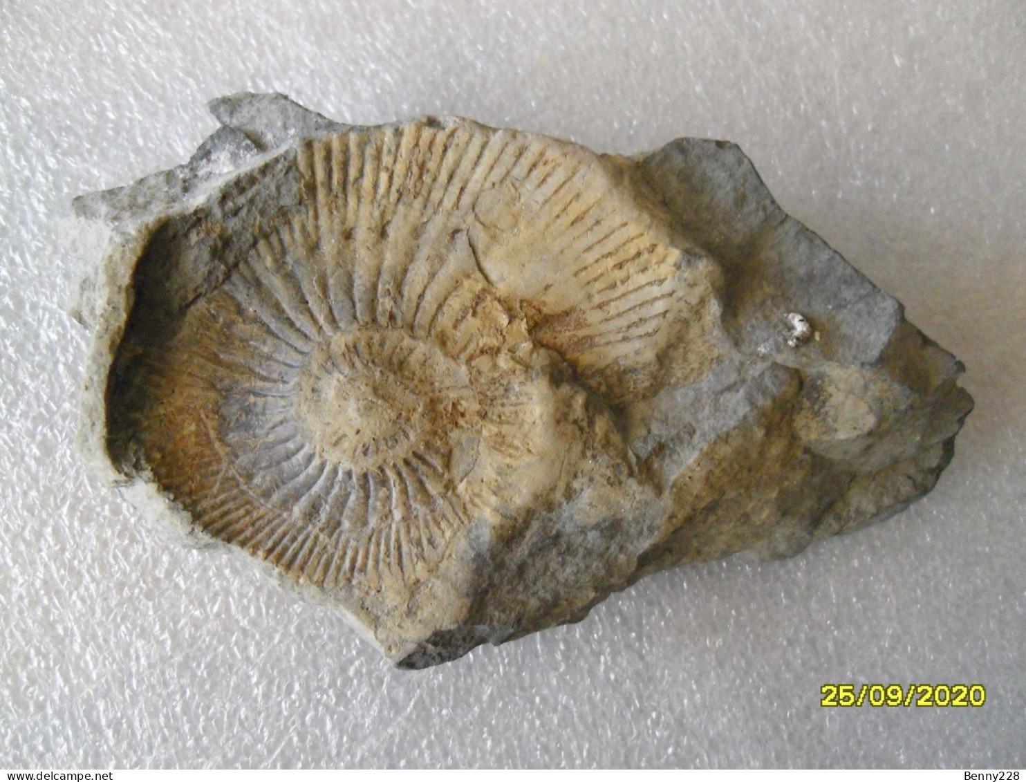 Véritable Fossile De La Région Des Hautes Alpes - Fossils