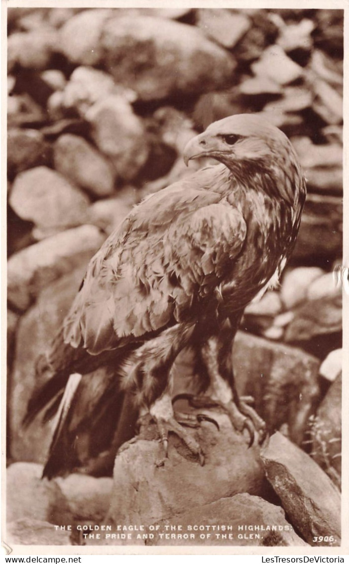 PHOTOGRAPHIE - The Golden Eagle Of The Scottish Highlands - Carte Postale Ancienne - Photographie