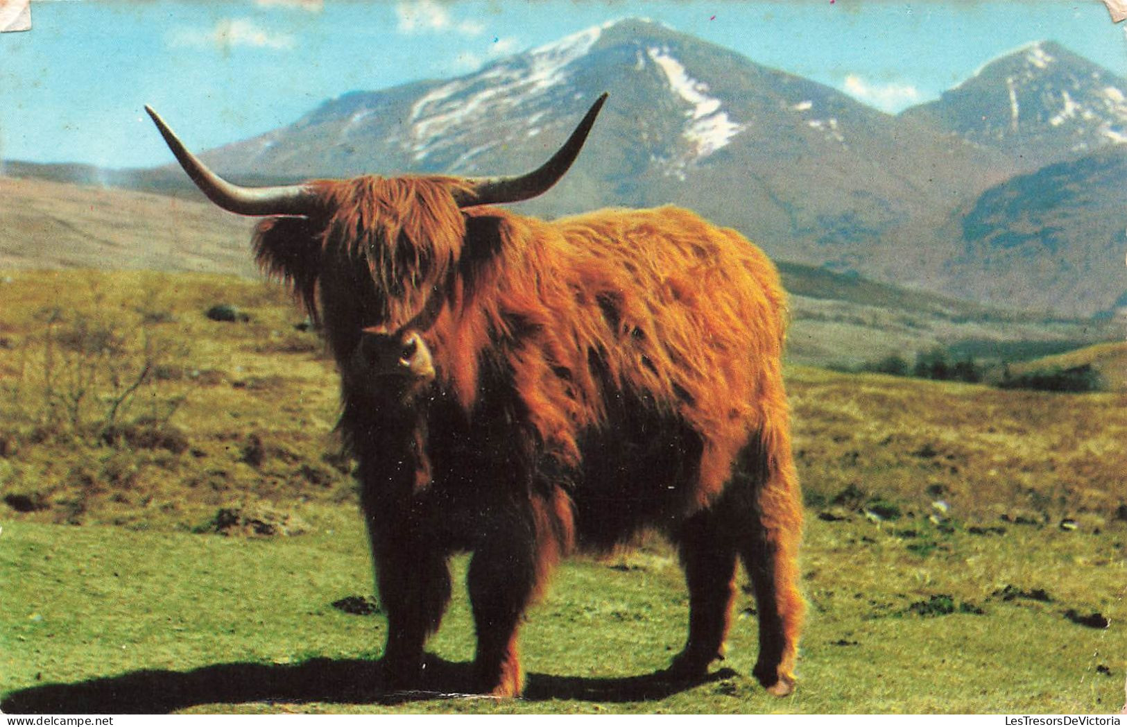 PHOTOGRAPHIE - Highland - Colorisé - Carte Postale Ancienne - Photographie
