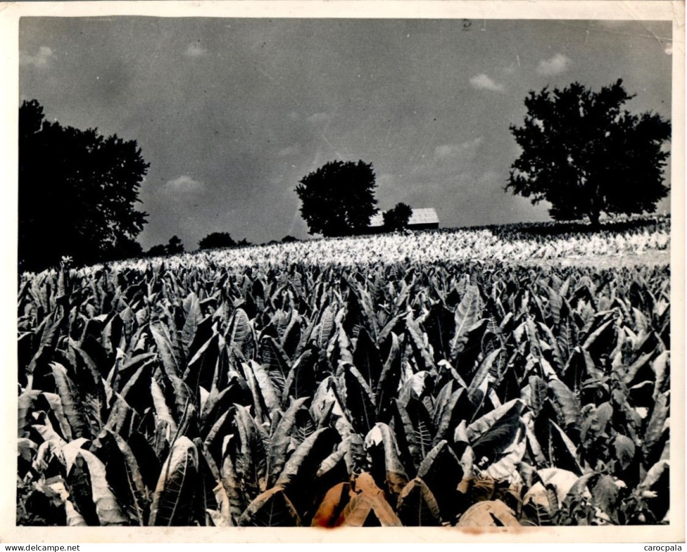 Vers 1945 Plantation De Tabac Près De Lexington , Vigoureux Plants Prêts à être Coupés - Lexington