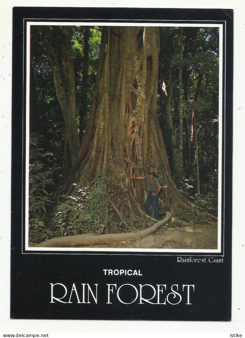 Australia, Tropical Rain Forest, Rainforest Giant, 1988. - Far North Queensland