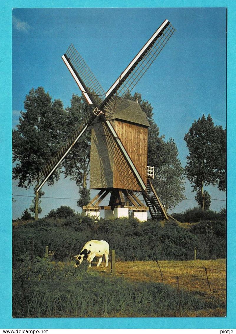 * Lembeke - Kaprijke (oost Vlaanderen) * (Foto R. Buysse) Wester Molen, Moulin, Mill, Muhle, Vache, Koe, Cow - Kaprijke