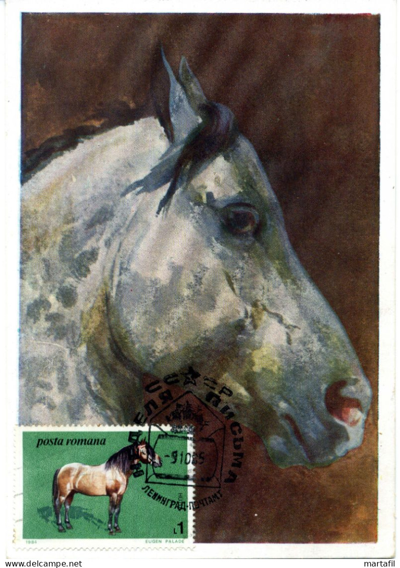 Cartolina Maxi Romania - Cavalli, Horse, Horses, 1l., URSS, Cartolina Della Russia Con Annullo CCCP - Pferde