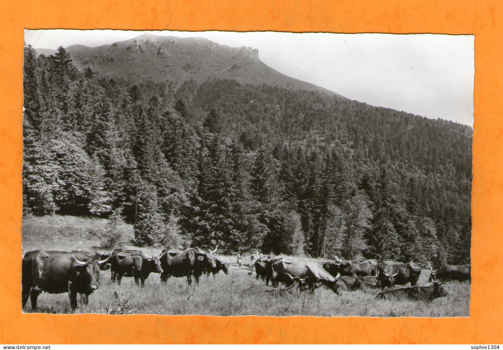 Paturages Et Sapinières Du LIORAN - Le Plomb Du Cantal -  Vaches - - Sonstige & Ohne Zuordnung