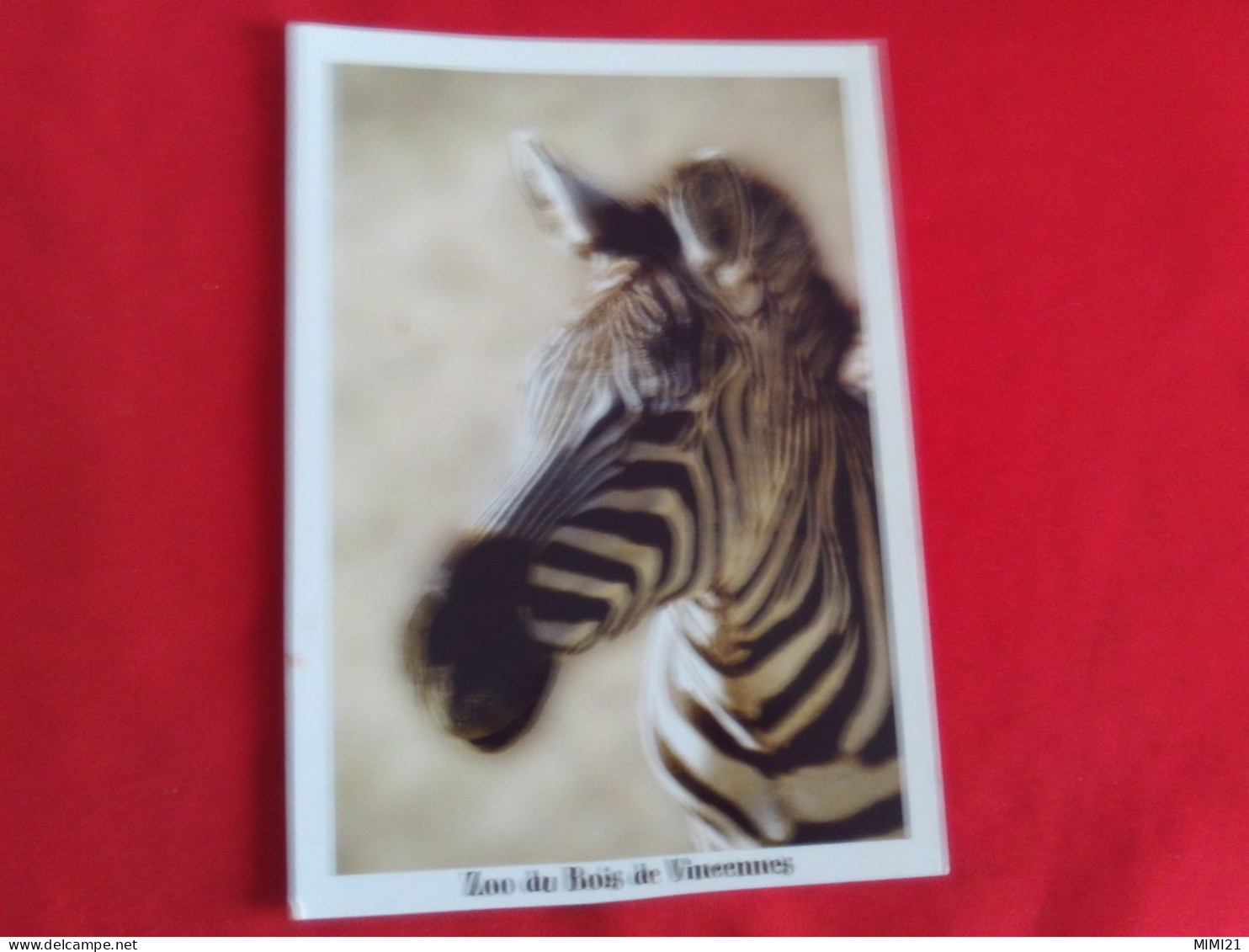 BEAU ZEBRE DE GRANT ..PARC ZOOLOGIQUE DE PARIS..ZOO DU BOIS DE VINCENNES..PHOTO F.G GRANDIN - Zebra's