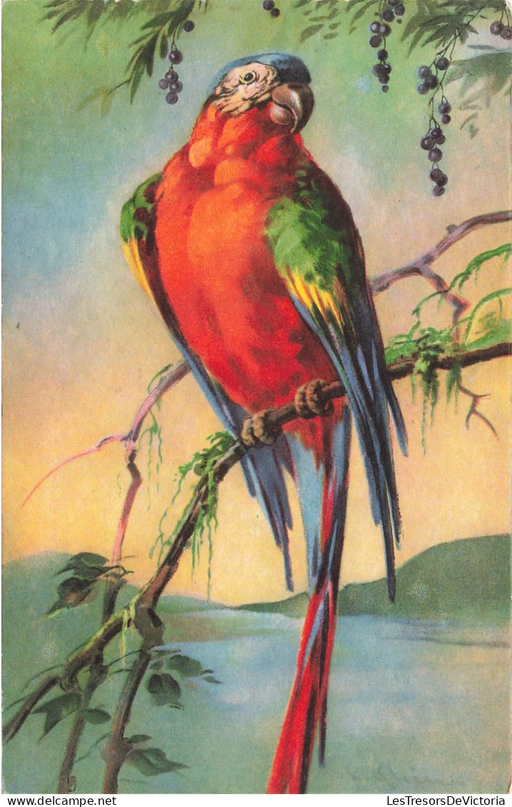 ANIMAUX - OISEAU - Perroquet - Carte Postale Ancienne - Birds