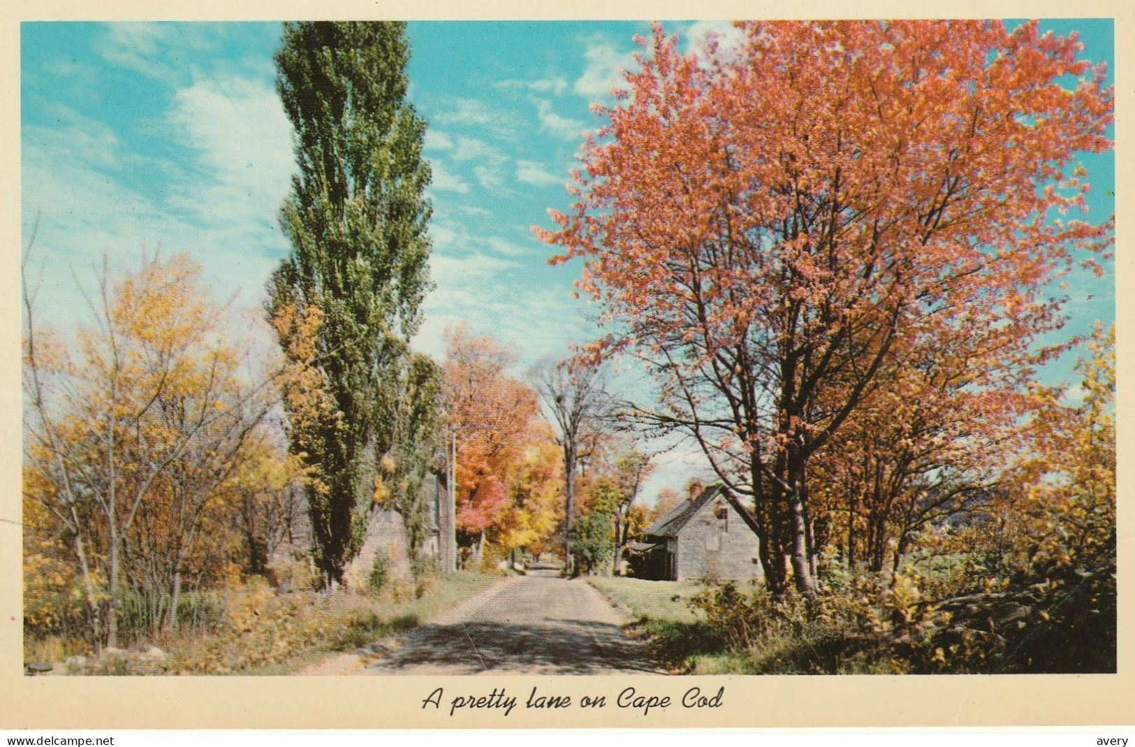 A Pretty Lane On Cape Cod, Massachusetts - Cape Cod