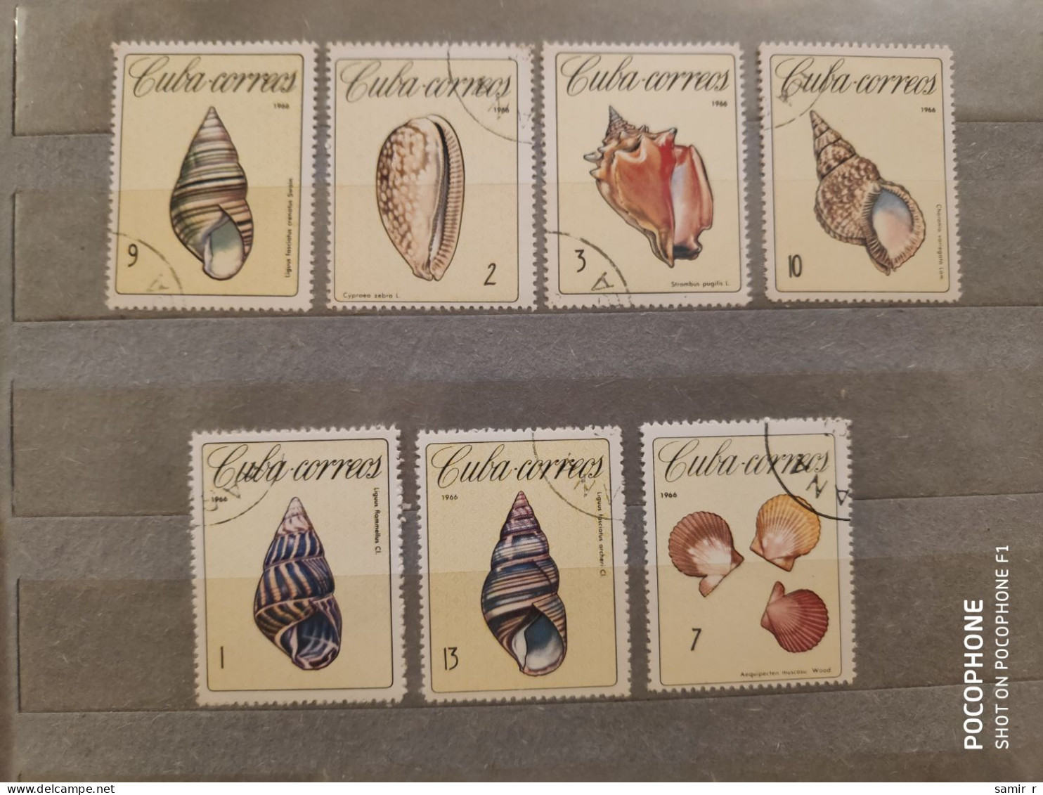 1966  Cuba	Shells (F42) - Gebraucht