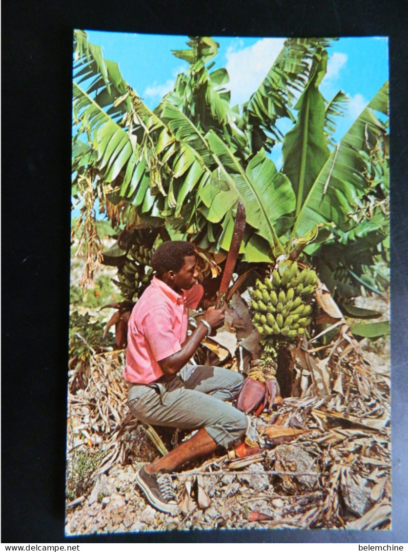 PUERTO RICO             SAN JUAN       FRUIT OF THE TROPICS     BANANAS BEING CUT FOR MARKET - Puerto Rico