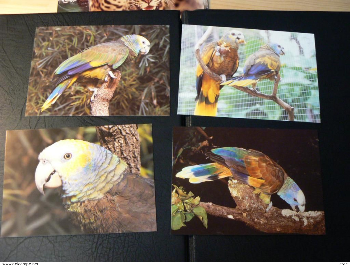 WWF - Lot de 2 albums avec boites - Années 1980/90 - Documents, FDC, CP, TP ** - Excellent état