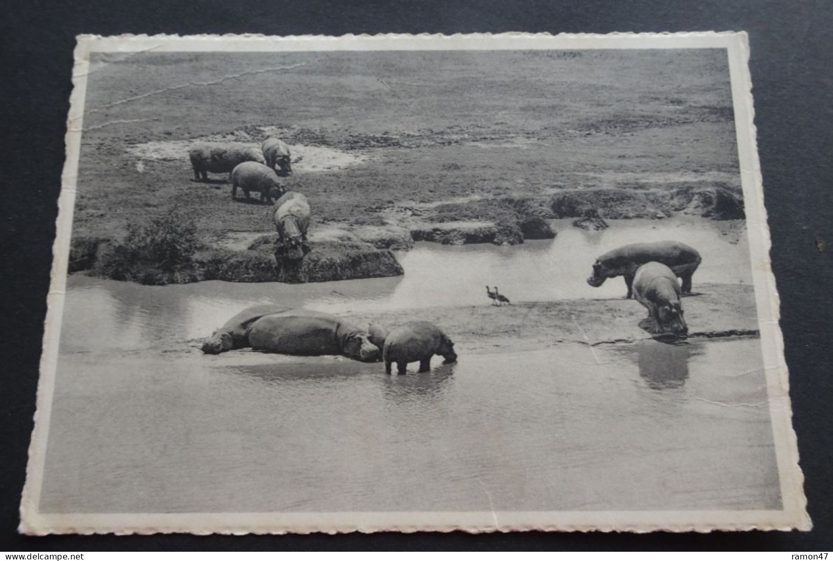 Hippopotames Et Oies D'Egypte - Bugugu, Plaine Du Lac Edouard, Parc National Albert - Ruanda Urundi