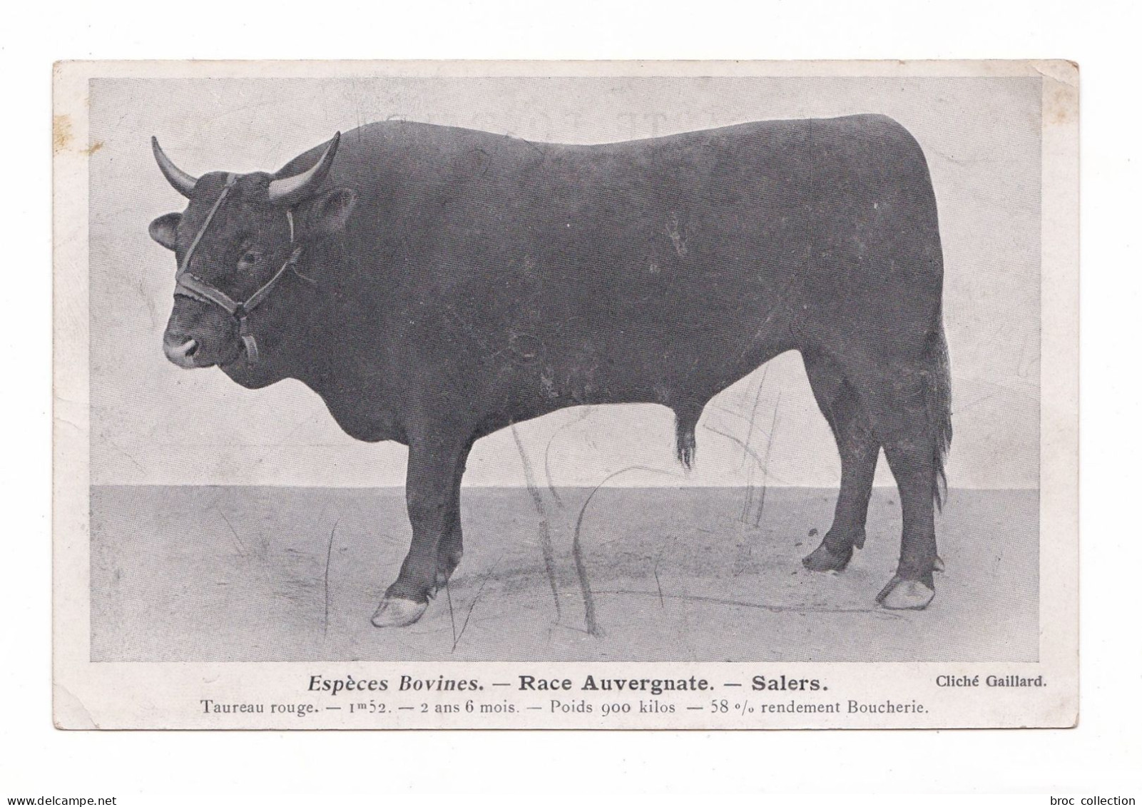 Espèces Bovines, Race Auvergnate, Salers, Taureau Rouge, Cliché Gaillard - Taureaux