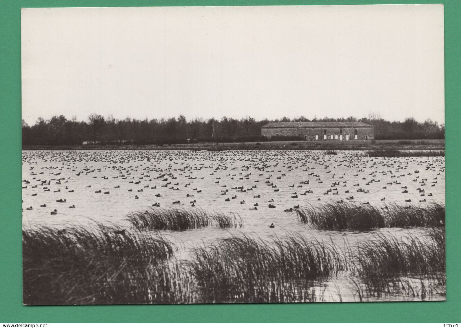 01 Villars Les Dombes Réserve Départementale De La Dombes Canards Hivernant Sur Le Petit Turlet - Villars-les-Dombes