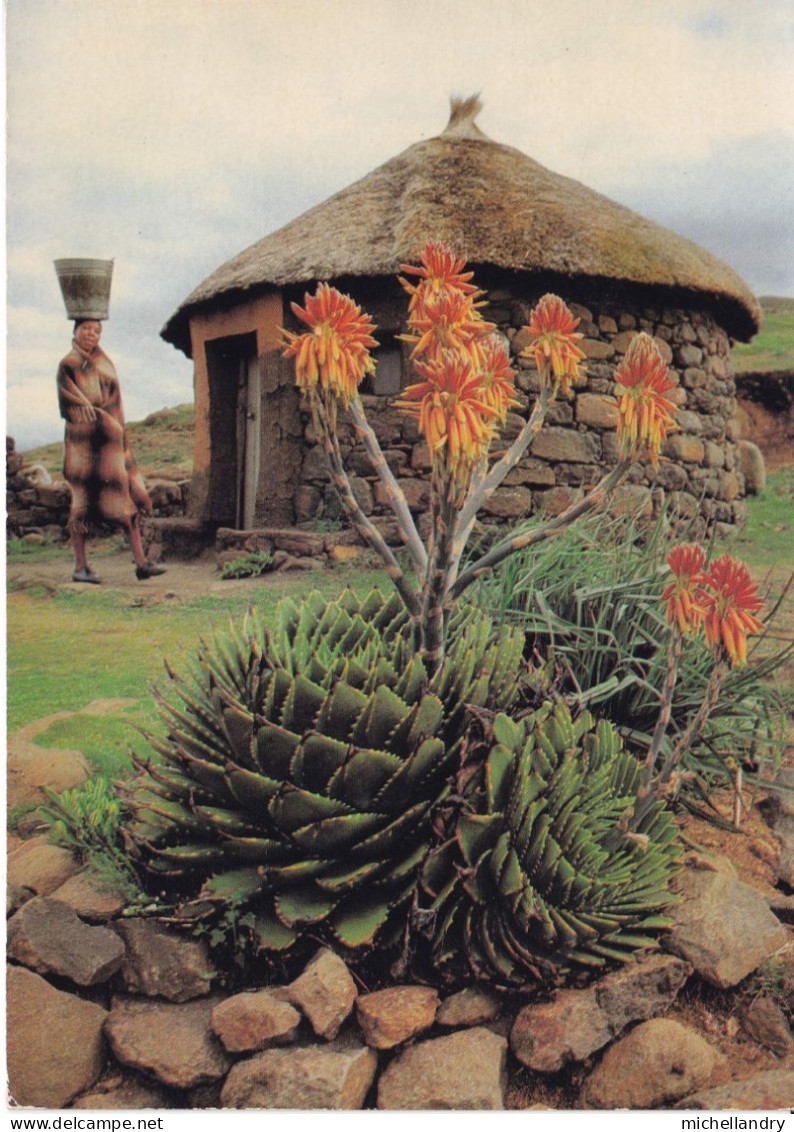 Carte Postal (123671) Lesotho Southern Africa Aloe Polyphylla 17 12 1981 Timbre 2+10s Avec écriture - Afrique Du Sud