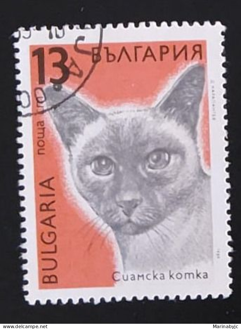 SD)1989, BULGARIA, EUROPEAN CAT, USED - Collezioni & Lotti