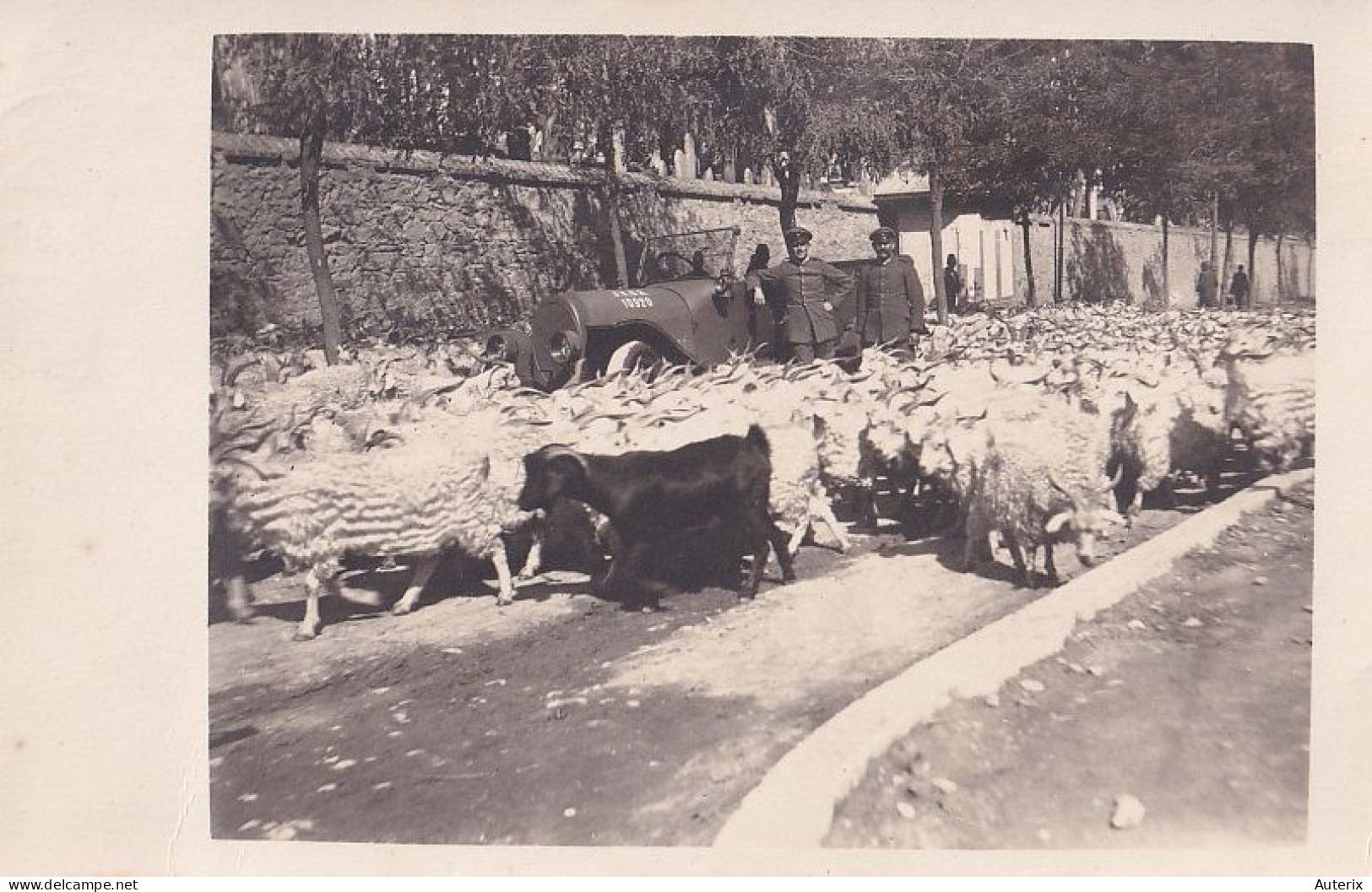 Armée Militaria Soldats Turquie Constantinople Carte Photo Goat Moutons - Personnages