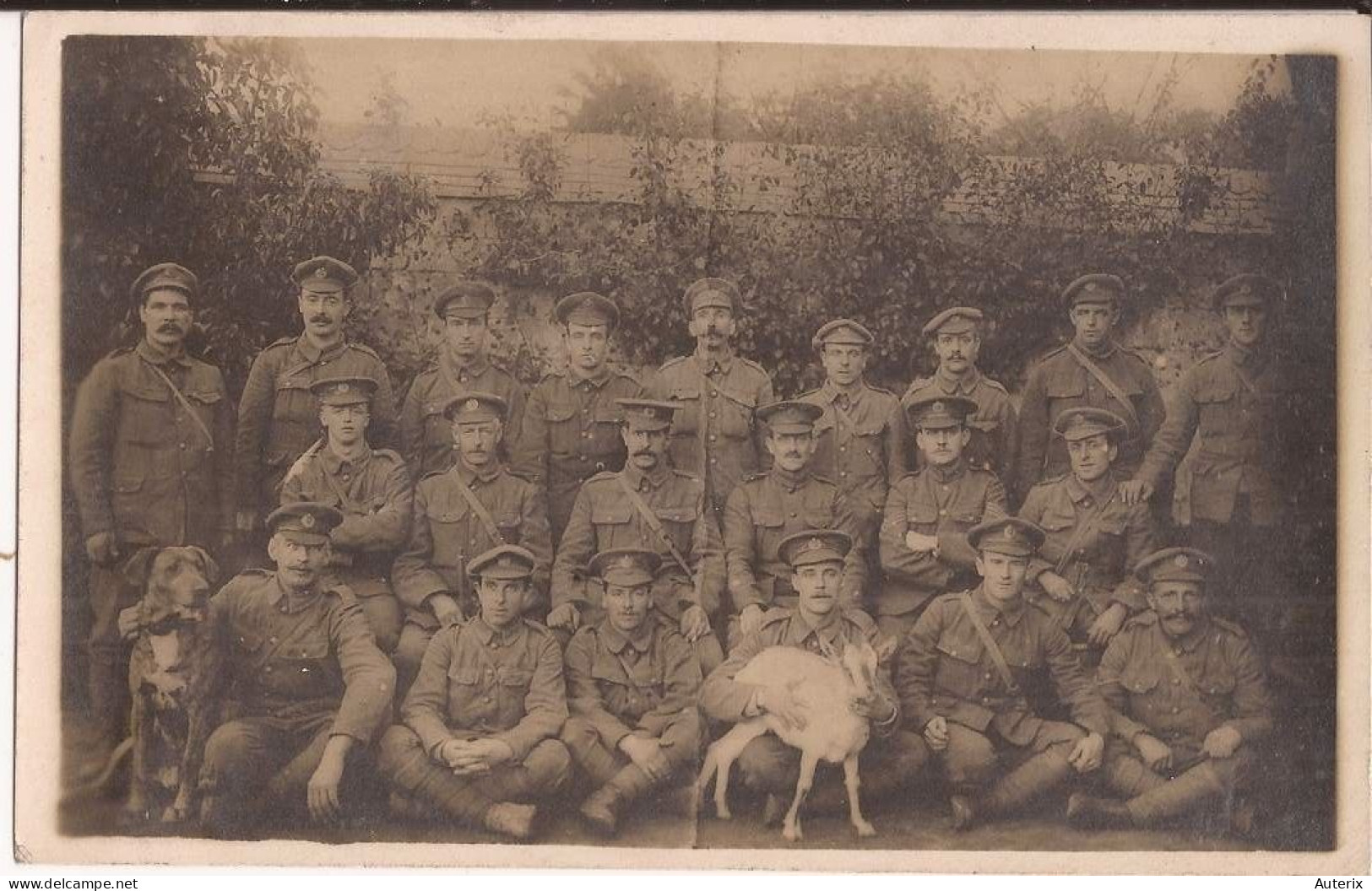 Militaria Soldats Armée - Carte Britannique - Sans Légende - Soldiers With Dog And Goat Carte Photo Goat - Personnages