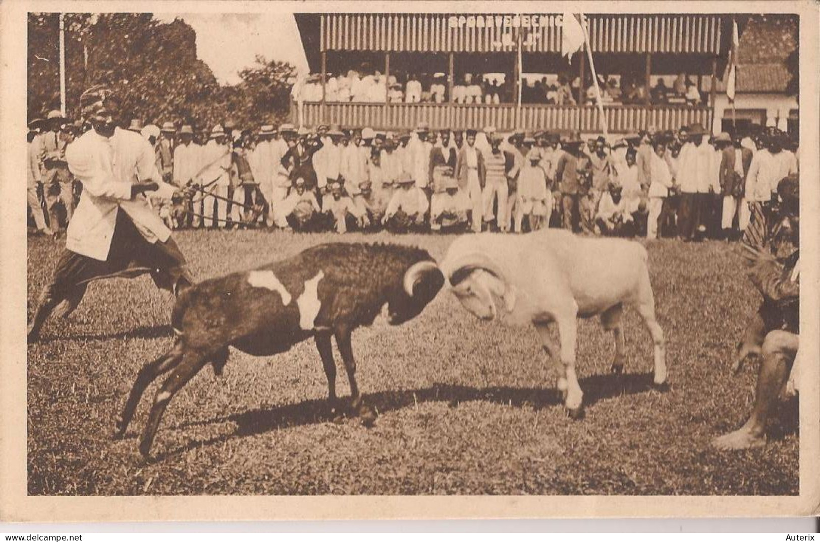 Indonésie - Editeur à Bandoeng (Bandung) - Sans Légende Carte Photo- Combat De Boucs Goat - Indonesië