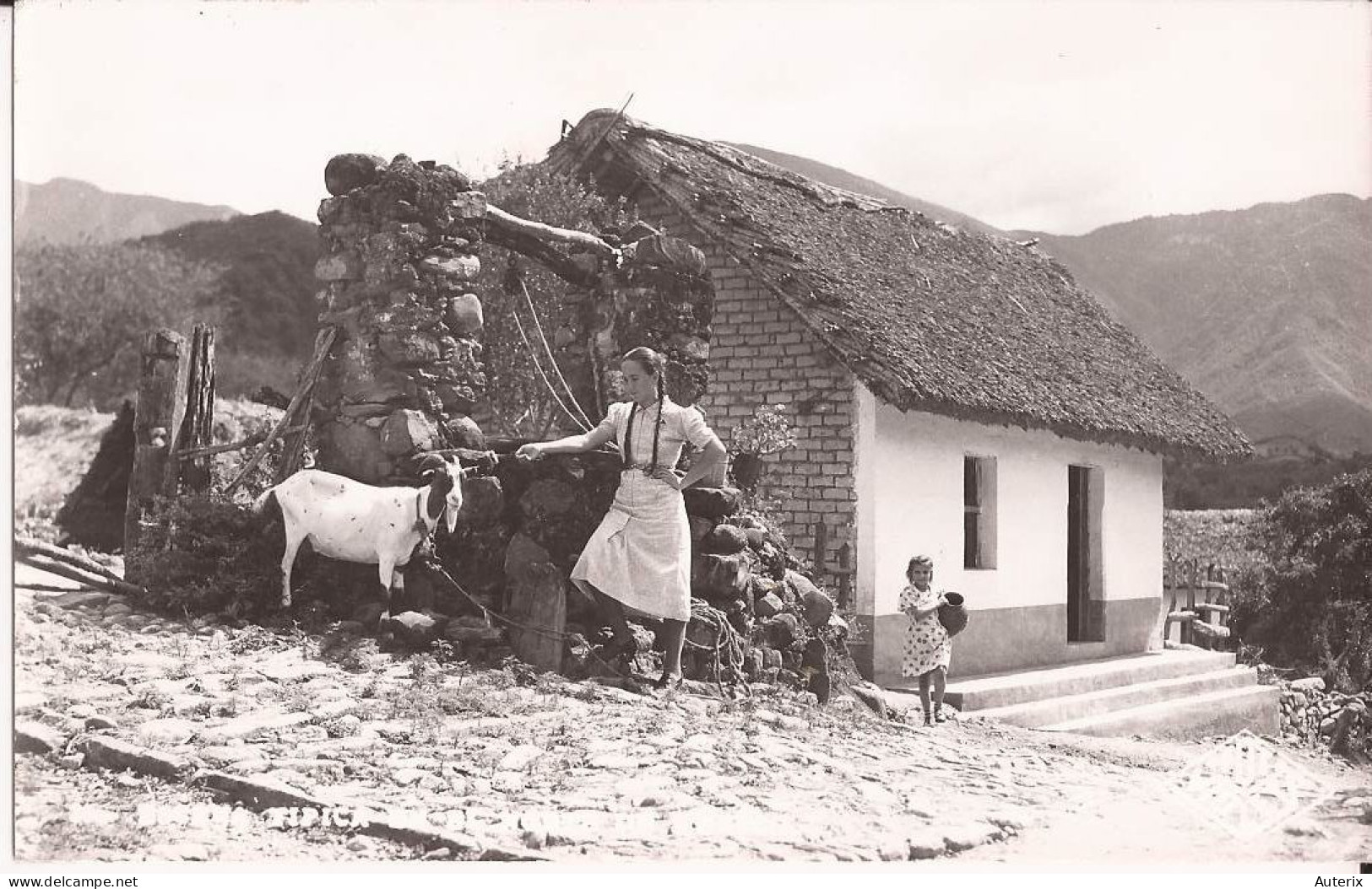 Mexique - Sans Légnde Postcard Chevre  Goat - Mexiko