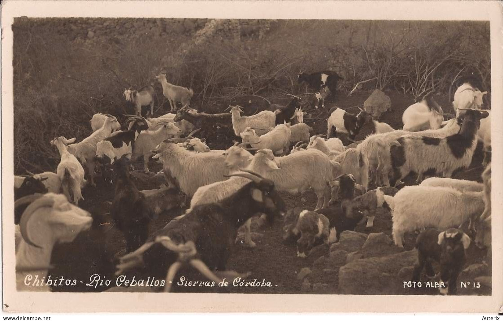 Argentine - Chibitos - Rio Cebaltos - Sierras De Cordoba (photo) Chevre  Goat - Argentinien