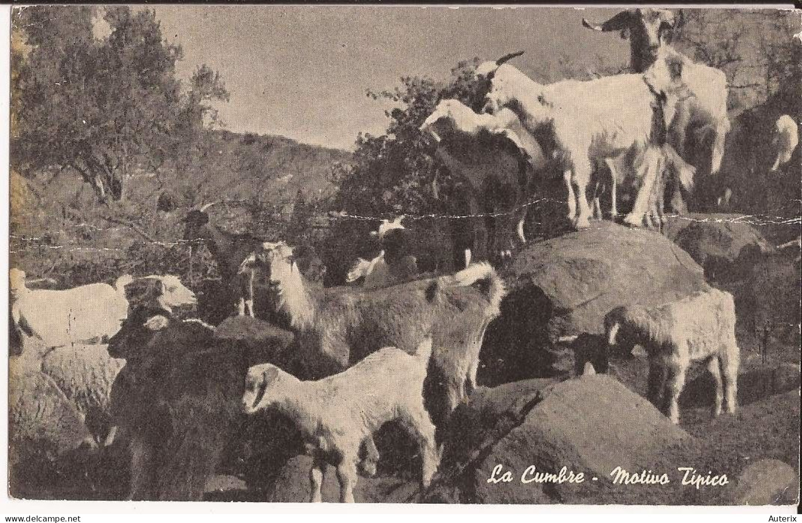 Argentine - La Cumbra Motivo Tipico Postcard Chevre  Goat - Argentinien