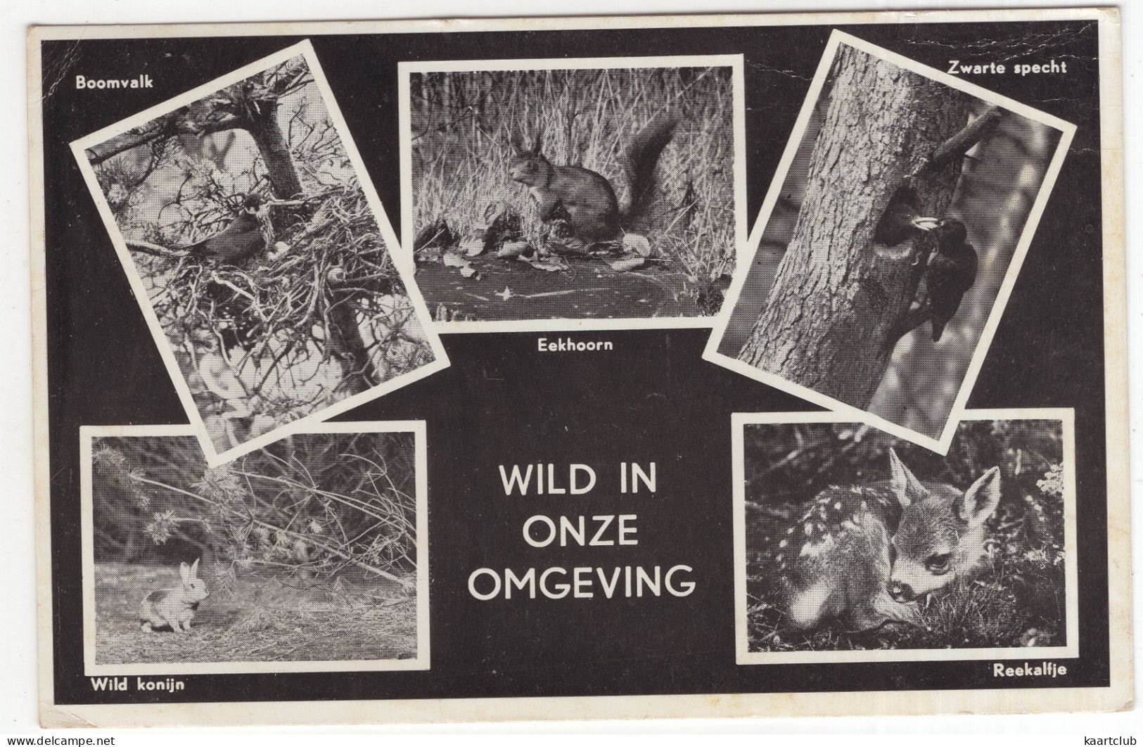 Voorthuizen - Vakantieoord 'De Kamphorst' : 'Wild In Onze Omgeving' - (Gelderland, Nederland) - Barneveld