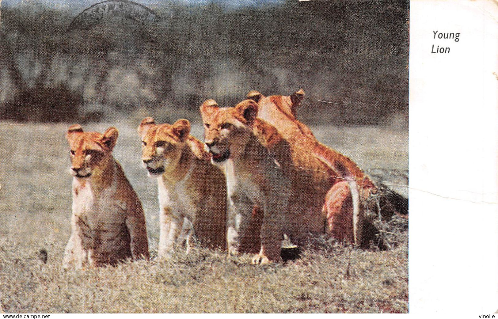 23-P-PL.T.BR-4773 : YOUNG LION. RHODESIE & NYASALAND - Zimbabwe