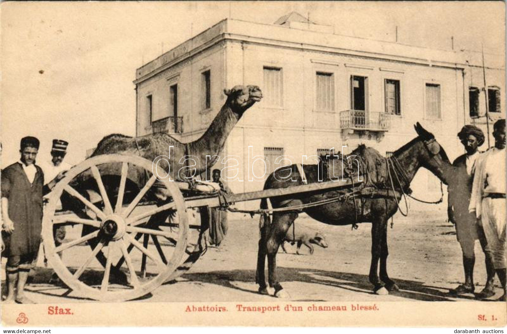 ** T2 Sfax, Kocsira Kötött Sérült Teve Szállítása Lóval Tunéziában / Abattoirs. Transport D'un Chameau Blessé / Slaughte - Unclassified