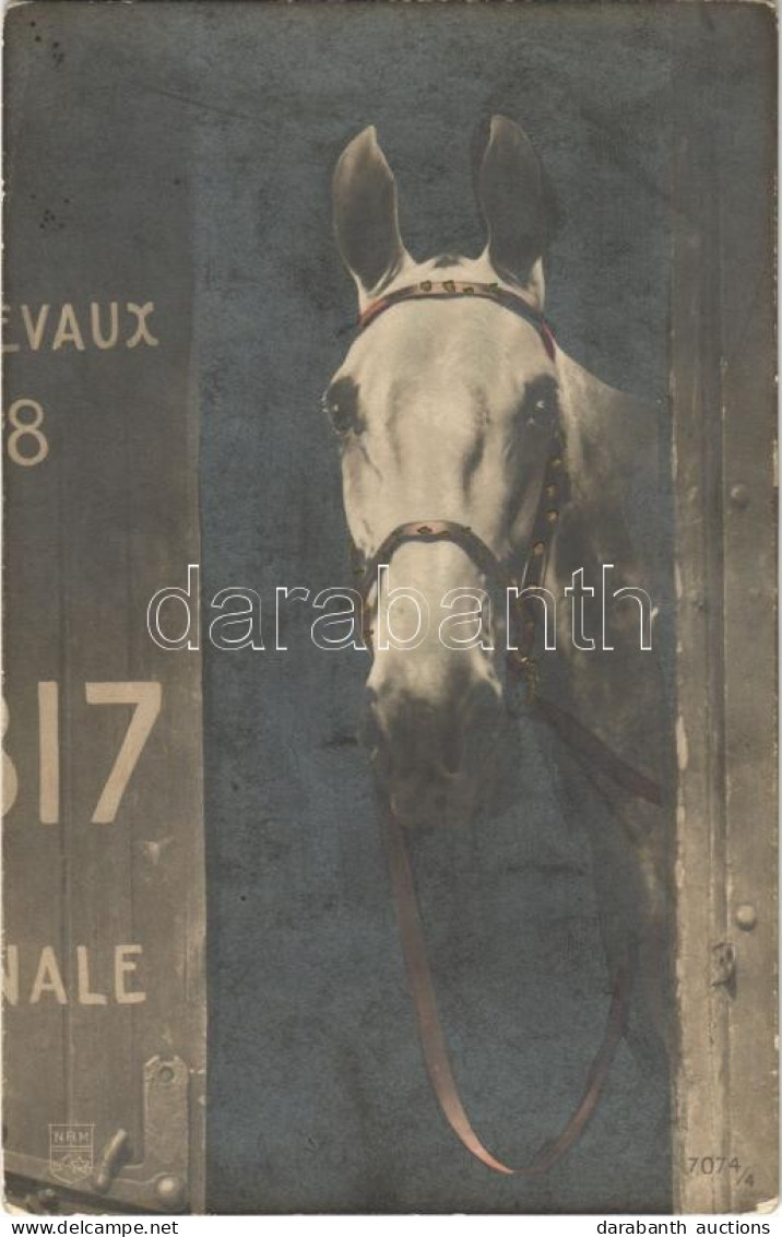 ** T2/T3 Race Horse (EK) - Non Classés