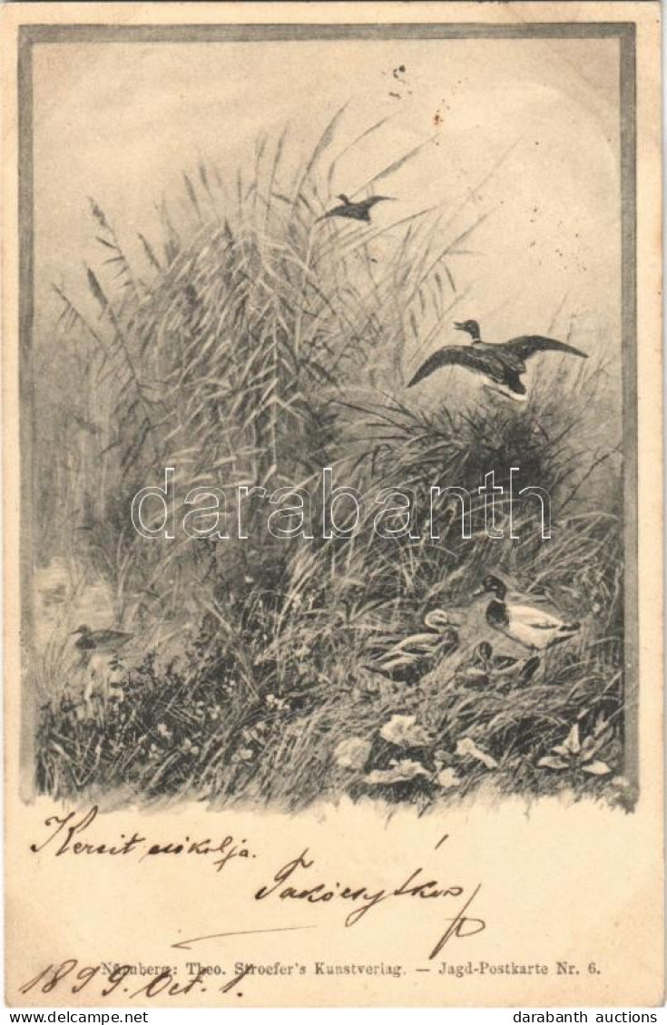T2/T3 1899 Ducks, Hunter Art Postcard. Theo. Stroefer's Kunstverlag Jagd-Postkarte Nr. 6. - Sin Clasificación