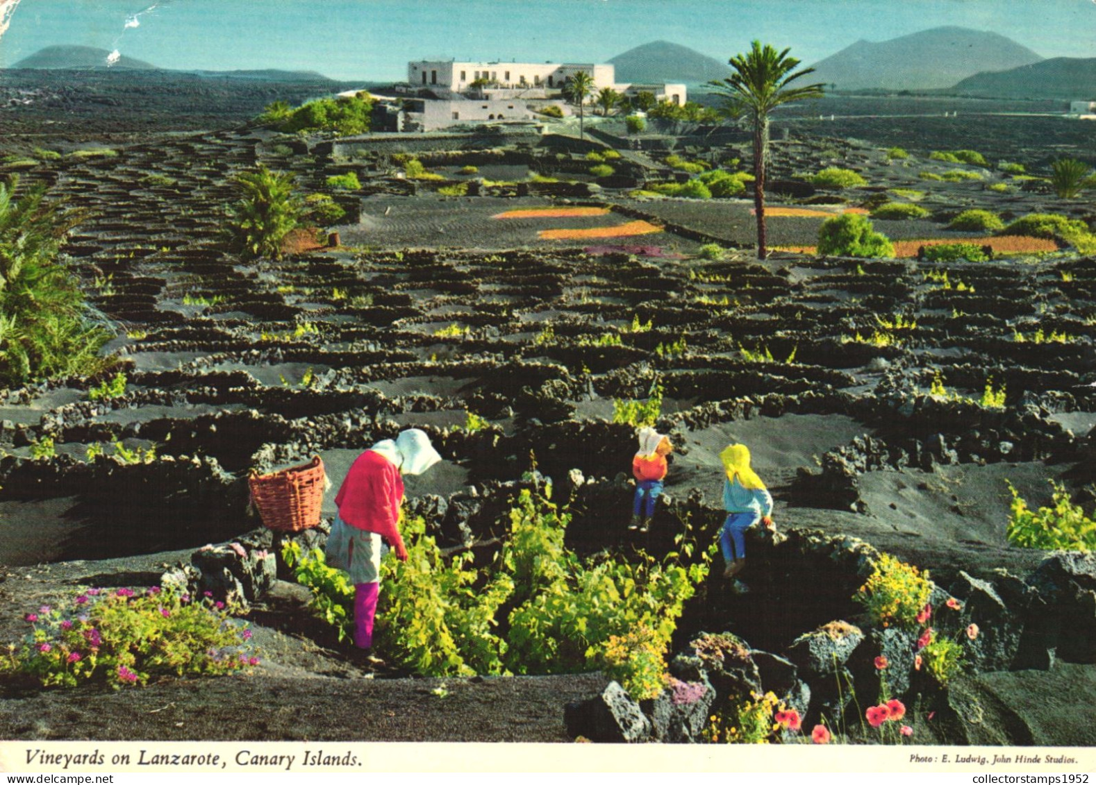 SPAIN, CANARY ISLANDS, VINEYARDS ON LANZAROTE, LANDSCAPE, PANORAMA - Lanzarote