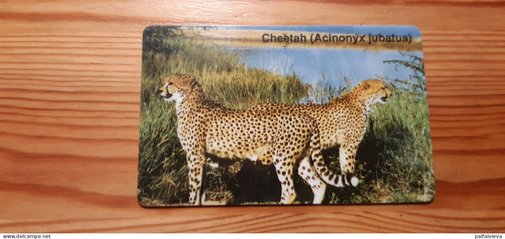 Phonecard Namibia - Cheetah - Namibie