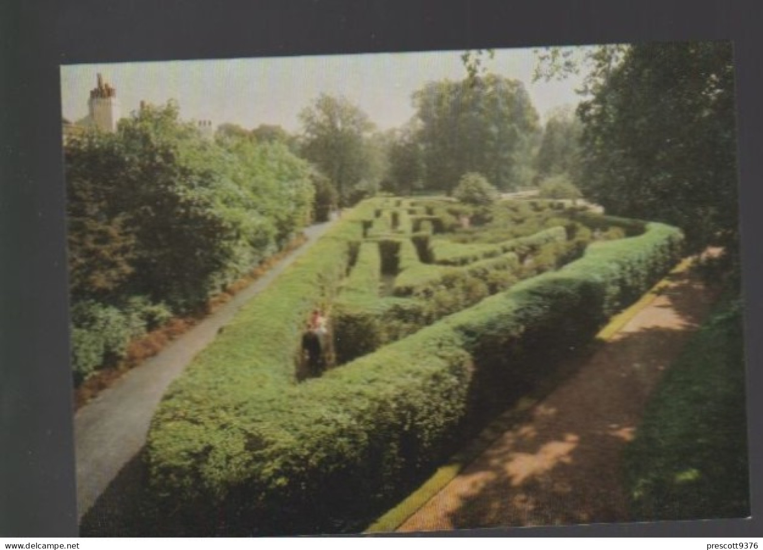 Hampton Court Maze London -   Unused Postcard   - UK17 - Hampton Court