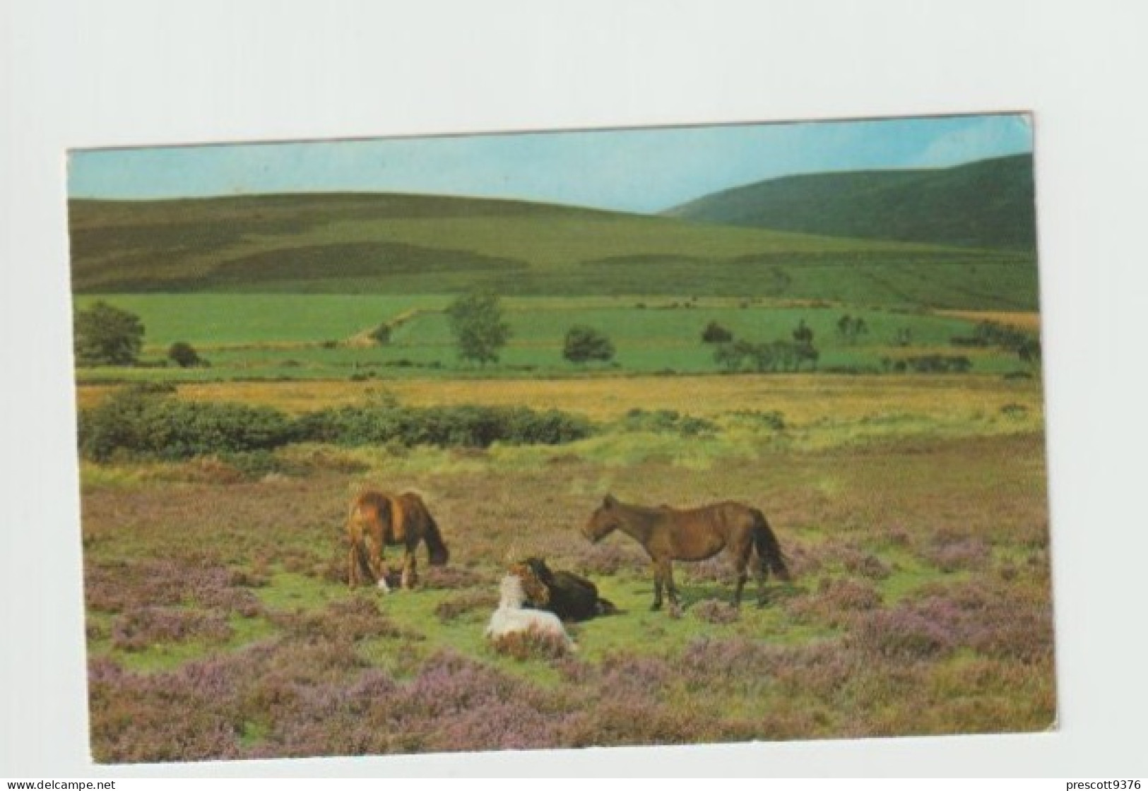 Dartmoor Ponies-   Unused Postcard   - UK24 - Dartmoor