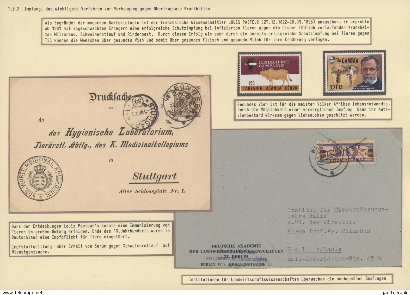 Thematics: Medicine & Health: 1870/2000 (ca.), VACCINATION, Exhibit On Eleven Pa - Medizin