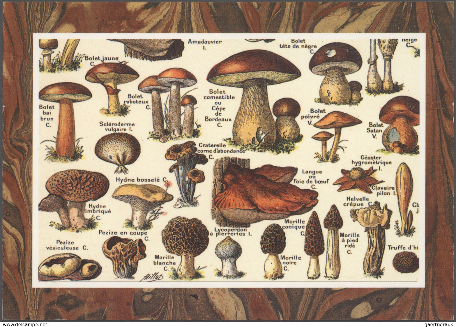 Thematics: Mushrooms: 1893/2020, Comprehensive Holding Of Letters, Picture Postc - Champignons