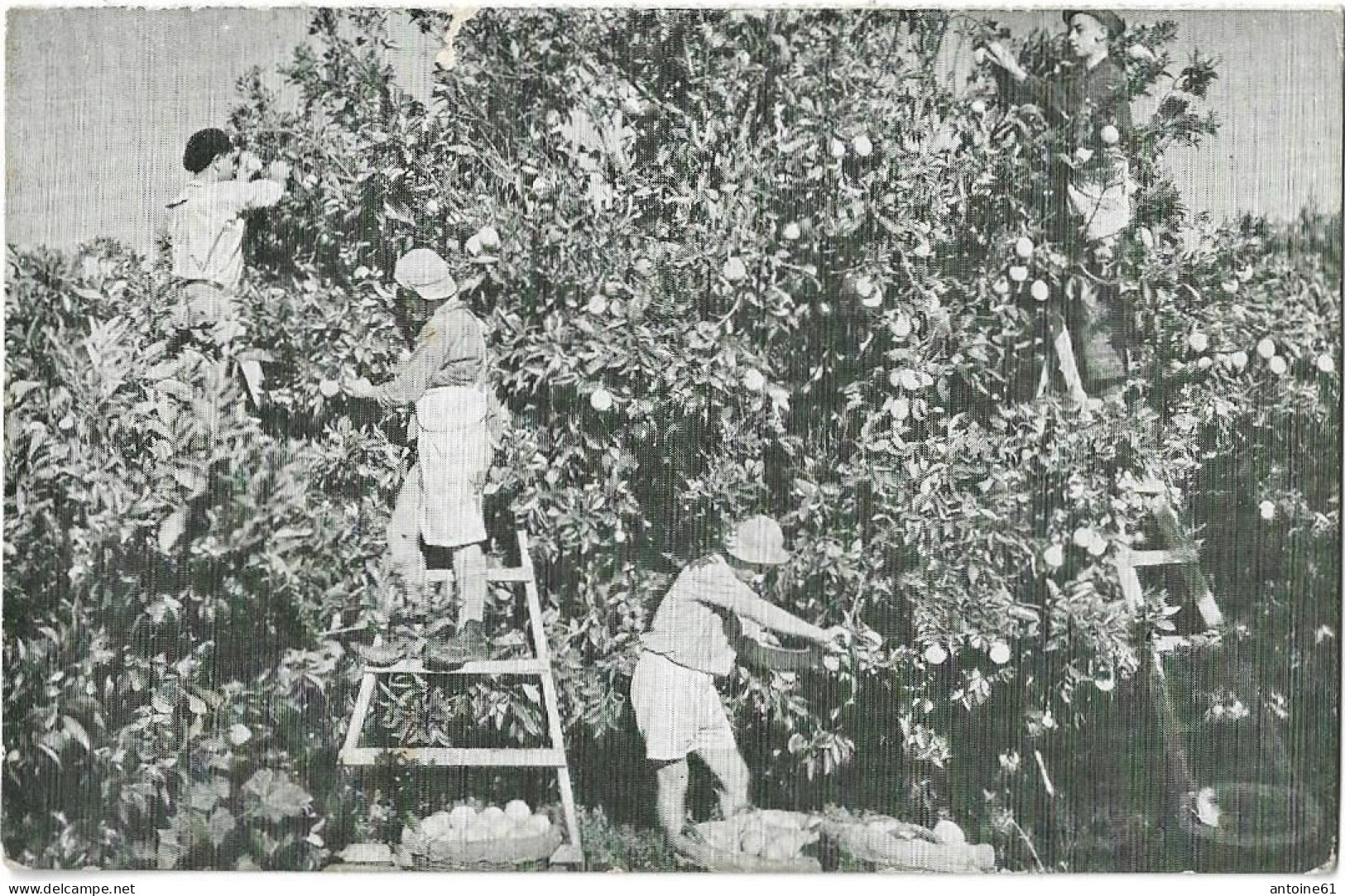 PALESTINE -- Orange Picking In Mikveh Israel - Palestine