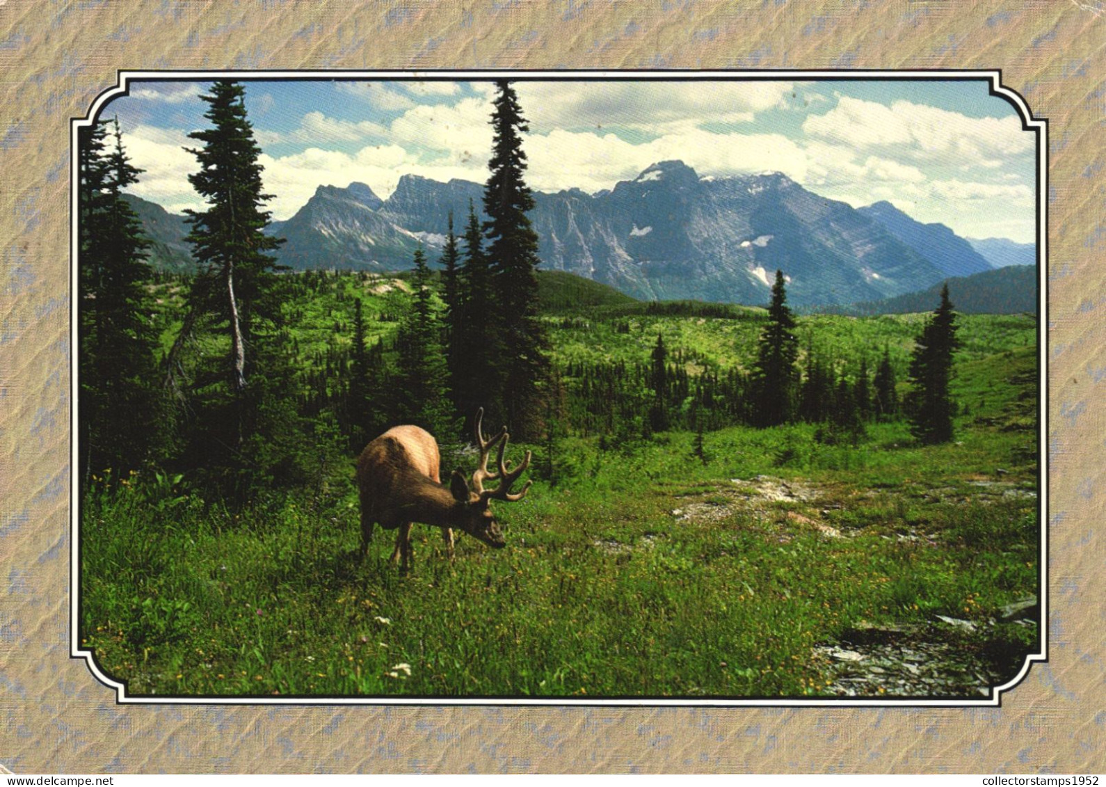 UNITED STATES, MONTANA, GLACIER NATIONAL PARK, DEER GRAZING IN A GLACIAL MEADOW, PANORAMA, MOUNTAIN - Andere & Zonder Classificatie