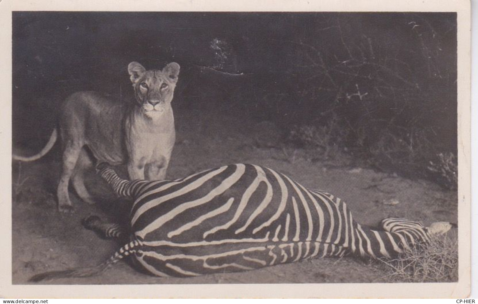 CARTE-PHOTO -  LION LIONNE EN CHASSE AVEC UN  ZEBRE A TERRE - Zèbres