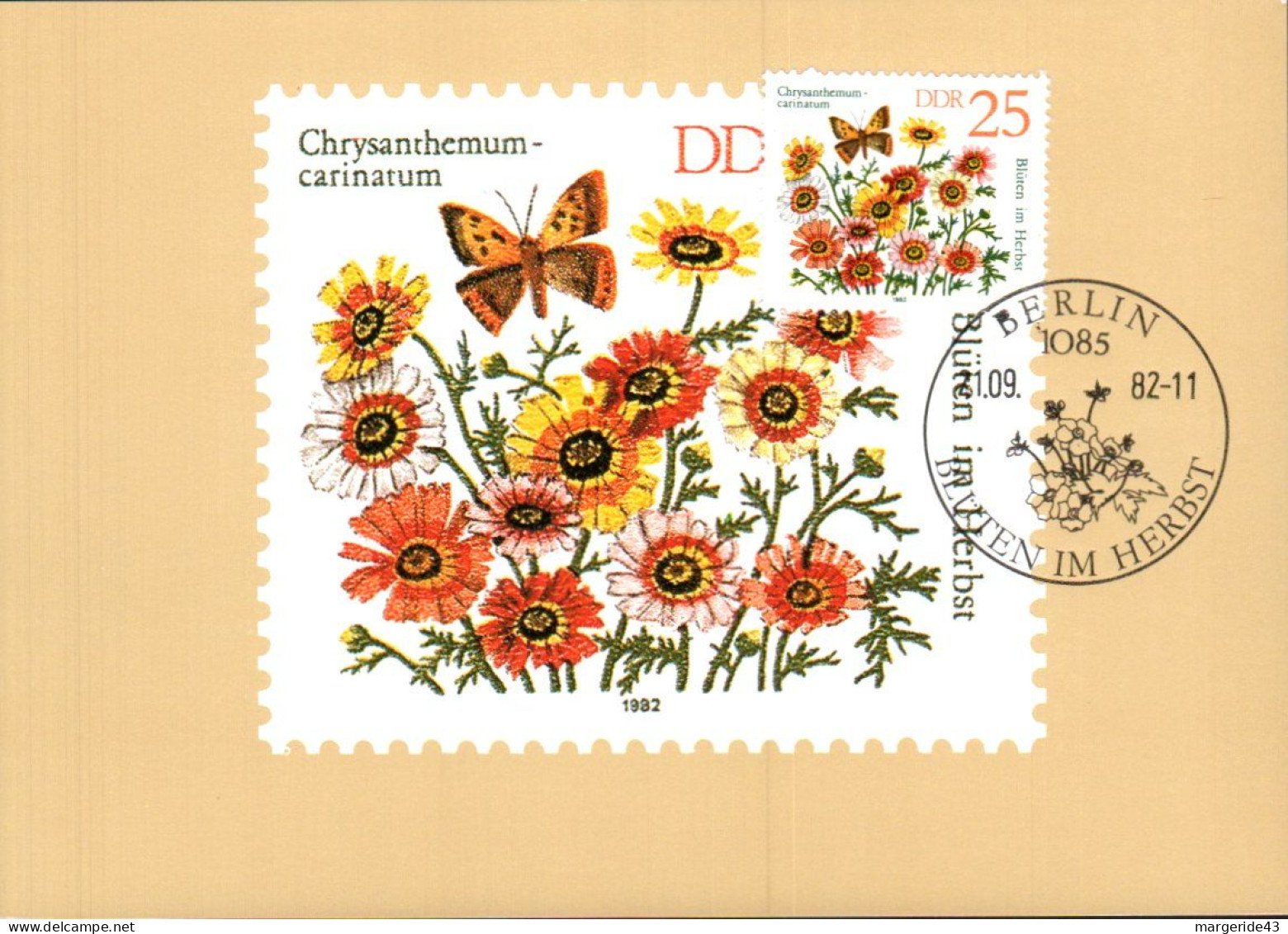 ALLEMAGNE RDA DDR CARTE MAXIMUM 1982 FLEUR CHRYSANTHEMUM CARINATUM - Cartes-Maximum (CM)