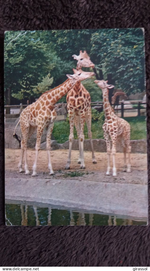 CPSM GIRAFE AFRIQUE PARC ZOOLOGIQUE ZOO MUSEUM D HISTOIRE NATURELLE PARIS G 6 DRAEGER 1961 - Giraffes