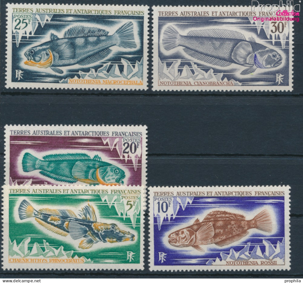 Französ. Gebiete Antarktis 60-64 (kompl.Ausg.) Postfrisch 1971 Fische (10174627 - Neufs
