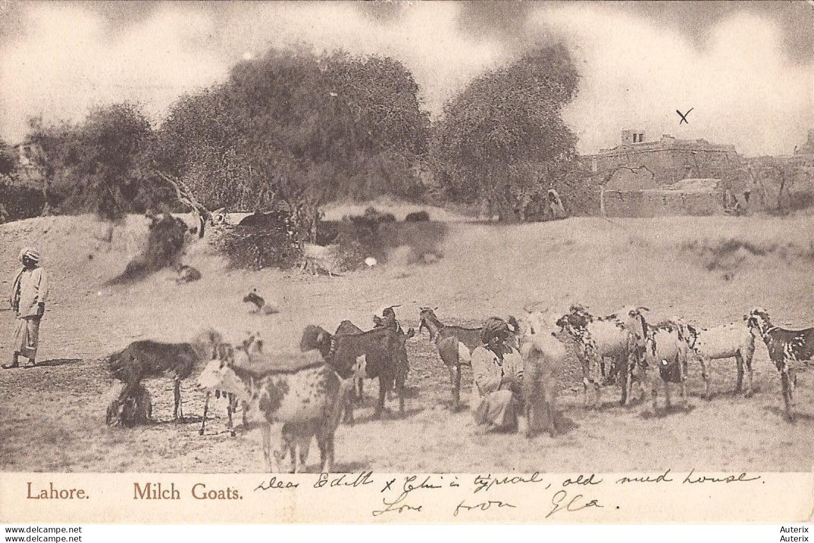 Pakistan - Milch Goats Goat - Pakistán