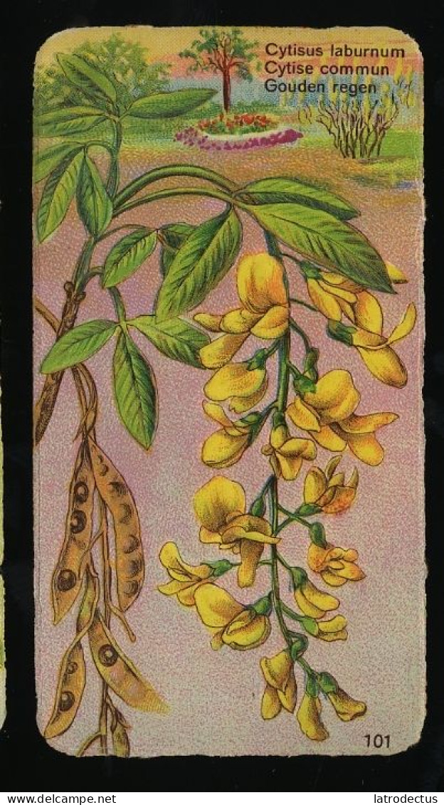 Côte D'Or - Botanica - 1954 - 101 - Cytisus Laburnum, Cytise, Gouden Regen - Côte D'Or