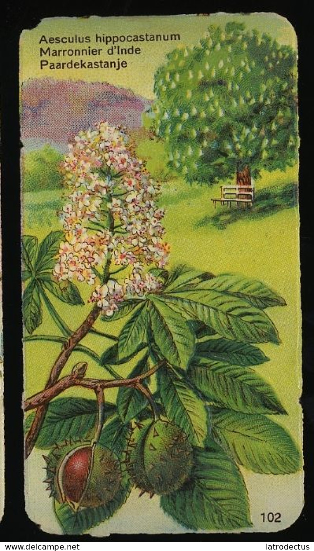 Côte D'Or - Botanica - 1954 - 102 - Aesculus, Marronnier D'Inde, Paardekastanje - Côte D'Or