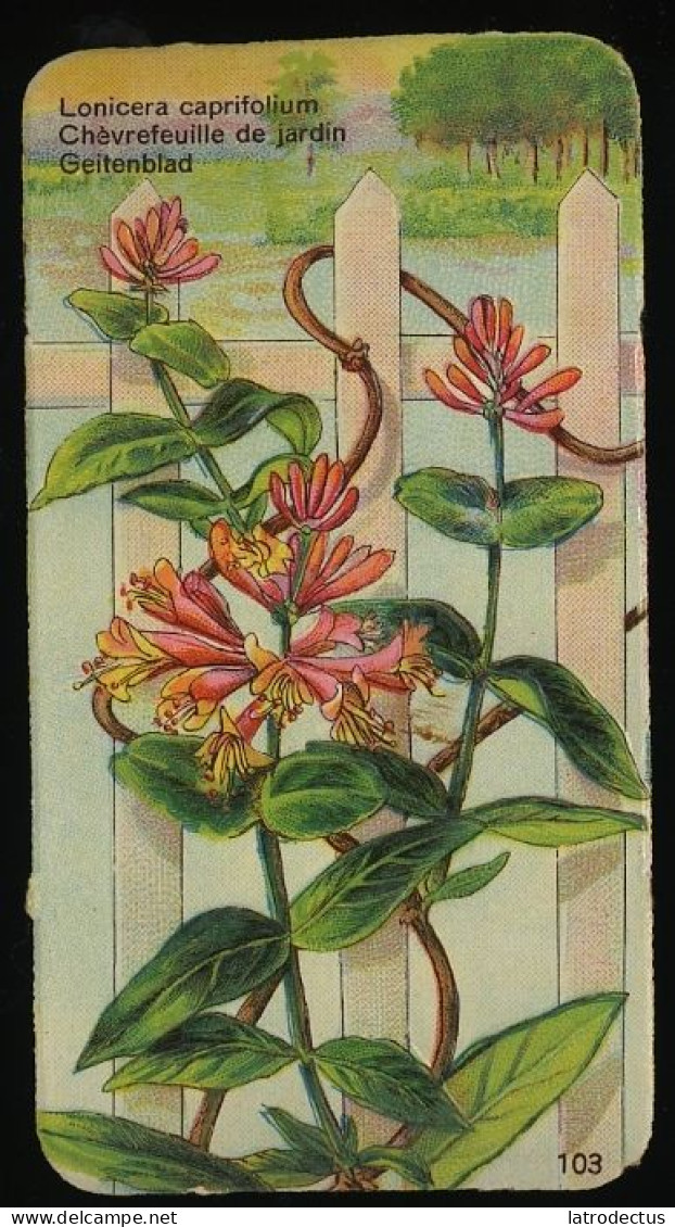 Côte D'Or - Botanica - 1954 - 103 - Lonicera, Chèvrefeuille De Jardin, Geitenblad, Kamperfoelie - Côte D'Or