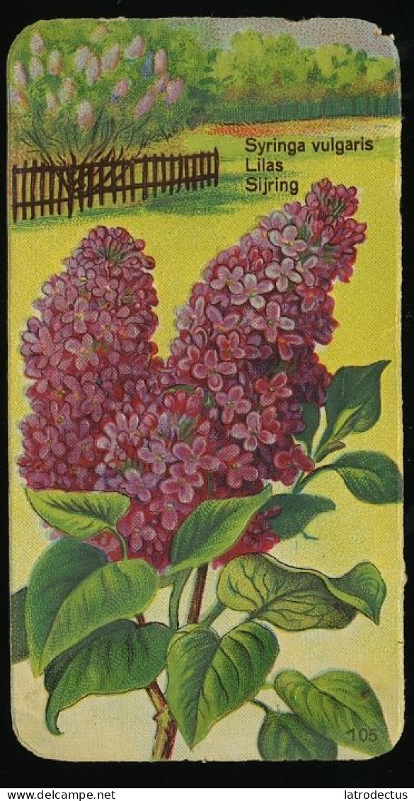 Côte D'Or - Botanica - 1954 - 105 - Syringa, Lilas, Sering - Côte D'Or