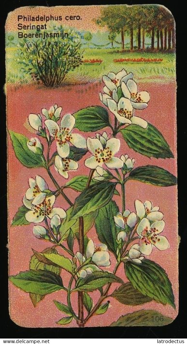 Côte D'Or - Botanica - 1954 - 106 - Philadelphus Cero, Seringat, Boerenjasmijn - Côte D'Or