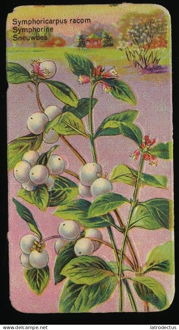 Côte D'Or - Botanica - 1954 - 108 - Symphoricarpus, Symphorine, Sneeuwbes - Côte D'Or