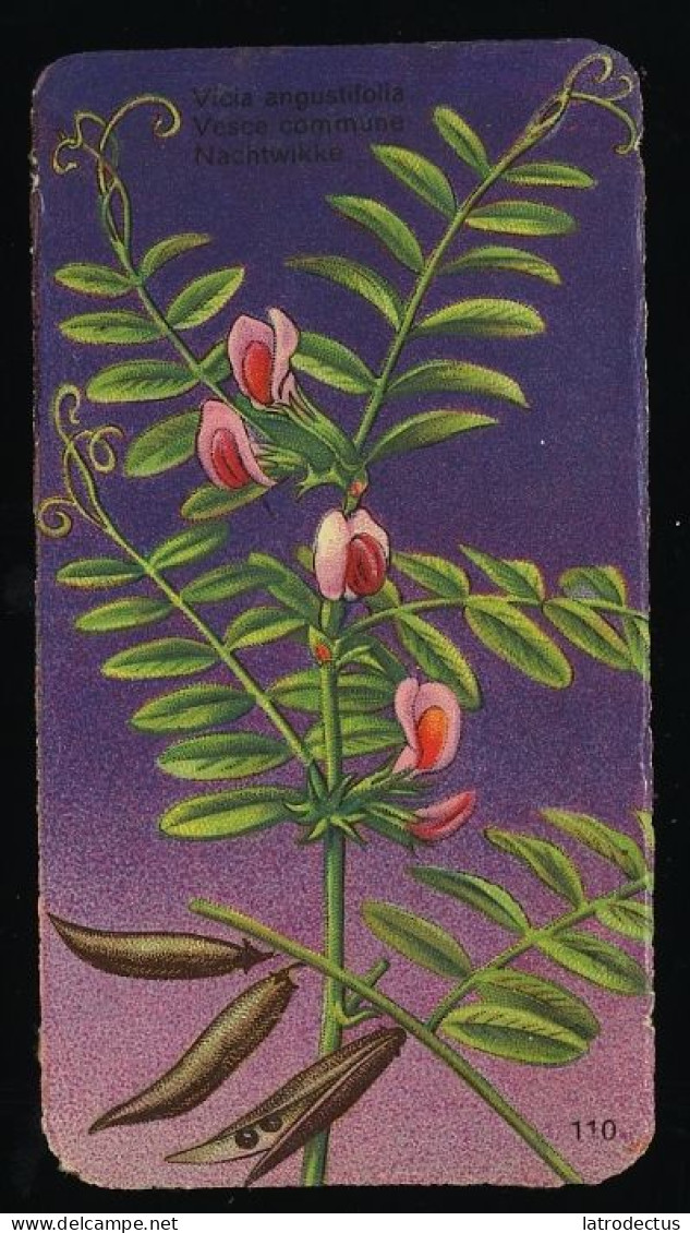 Côte D'Or - Botanica - 1954 - 110 - Vioia, Vesce, Nachtwikke - Côte D'Or